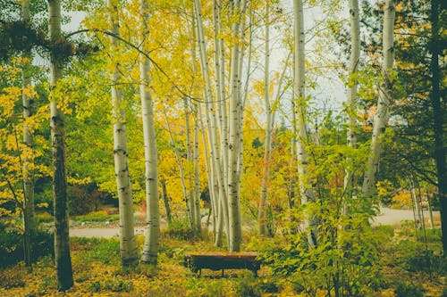 Photos gratuites de arbres, automne, botanique