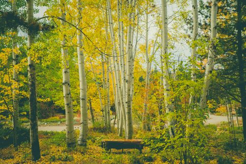 Free stock photo of autumn, botanic, cold Stock Photo