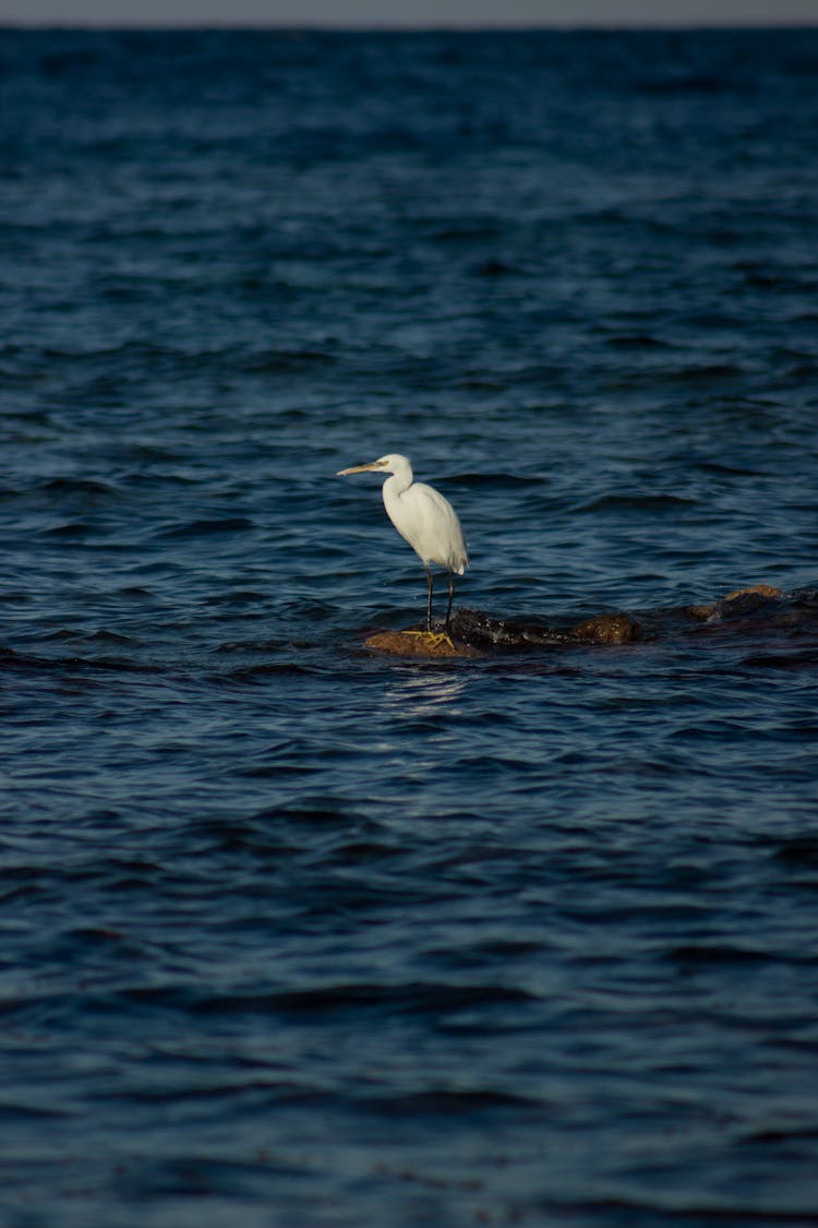 Bird Perching On Rock In Sea