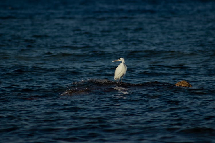 Bird Perching On Rock In Sea