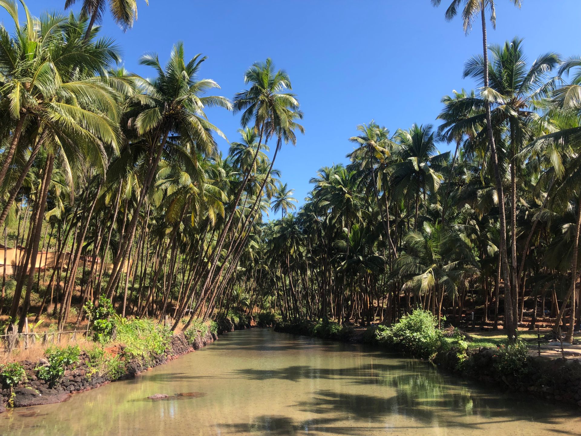 Idyllic tropical scene with a serene river surrounded by lush coconut palm trees under a clear blue sky.