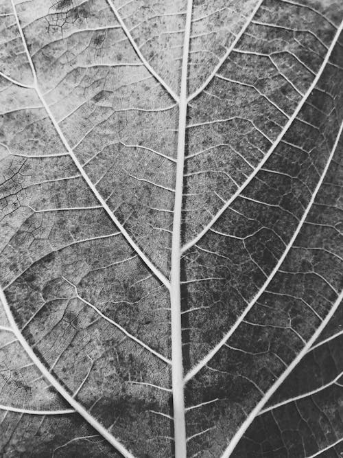 Foto d'estoc gratuïta de blanc i negre, creixement, estampat