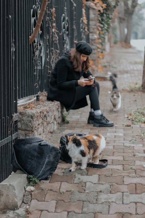 Photos gratuites de chats, être assis, femme