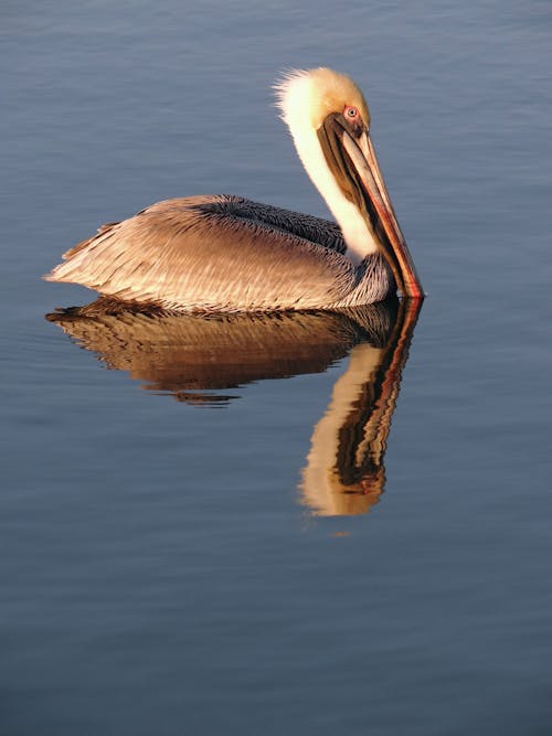 Close-Up Photo of Pelican on Water