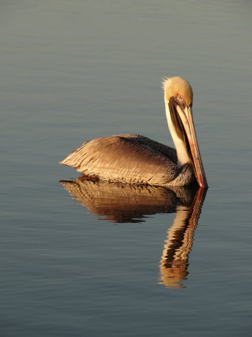 aves, dikey atış, doğu kahverengi pelikan içeren Ücretsiz stok fotoğraf