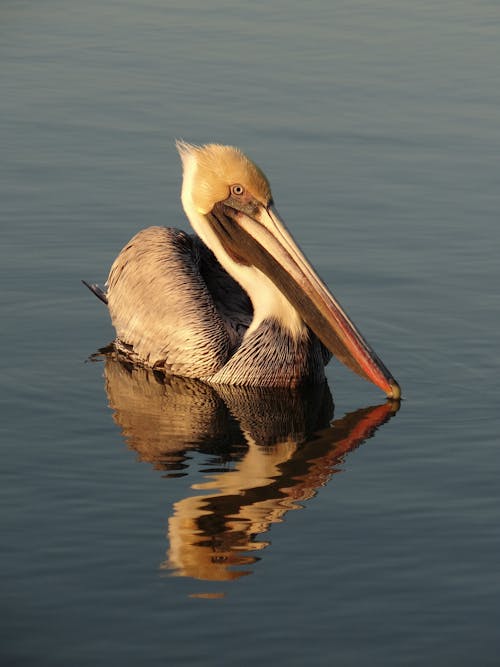 Close-Up Photo of Eastern Brown Pelican