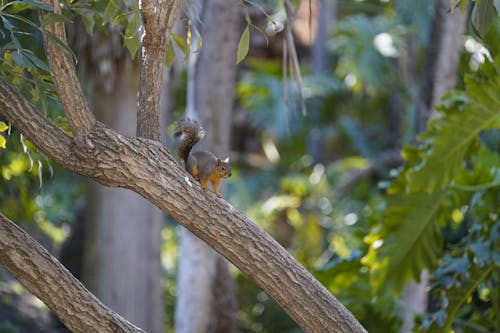 Photo of Squirrel on Tree Trunk