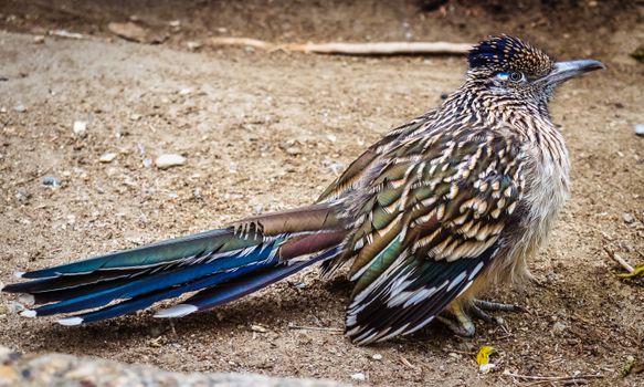Bird in Close Up Photography
