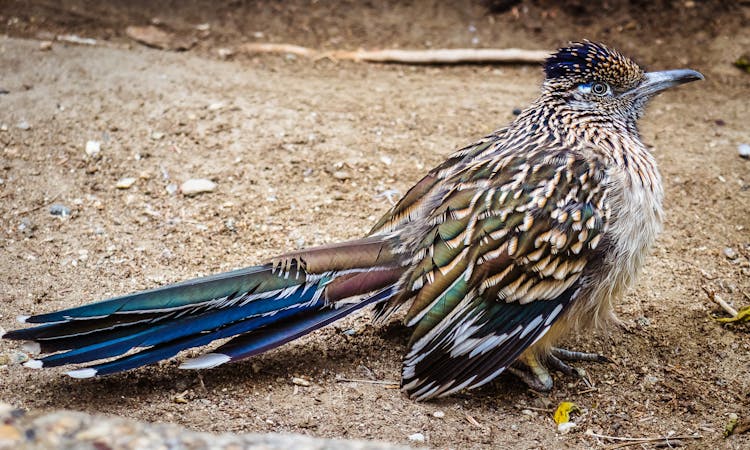 Bird In Close Up Photography