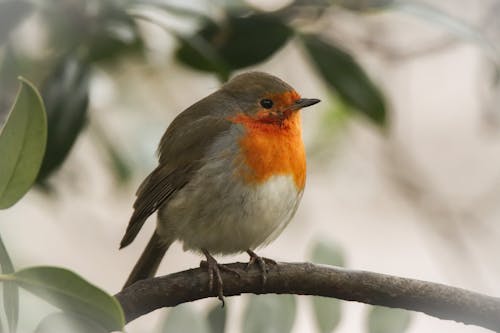 A European Robin Perched on a Branch 