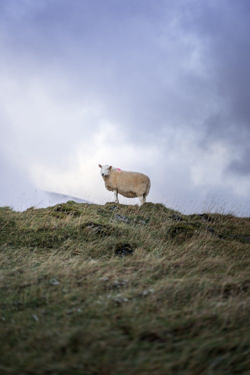 Kostnadsfri bild av bete, boskap, djurfotografi