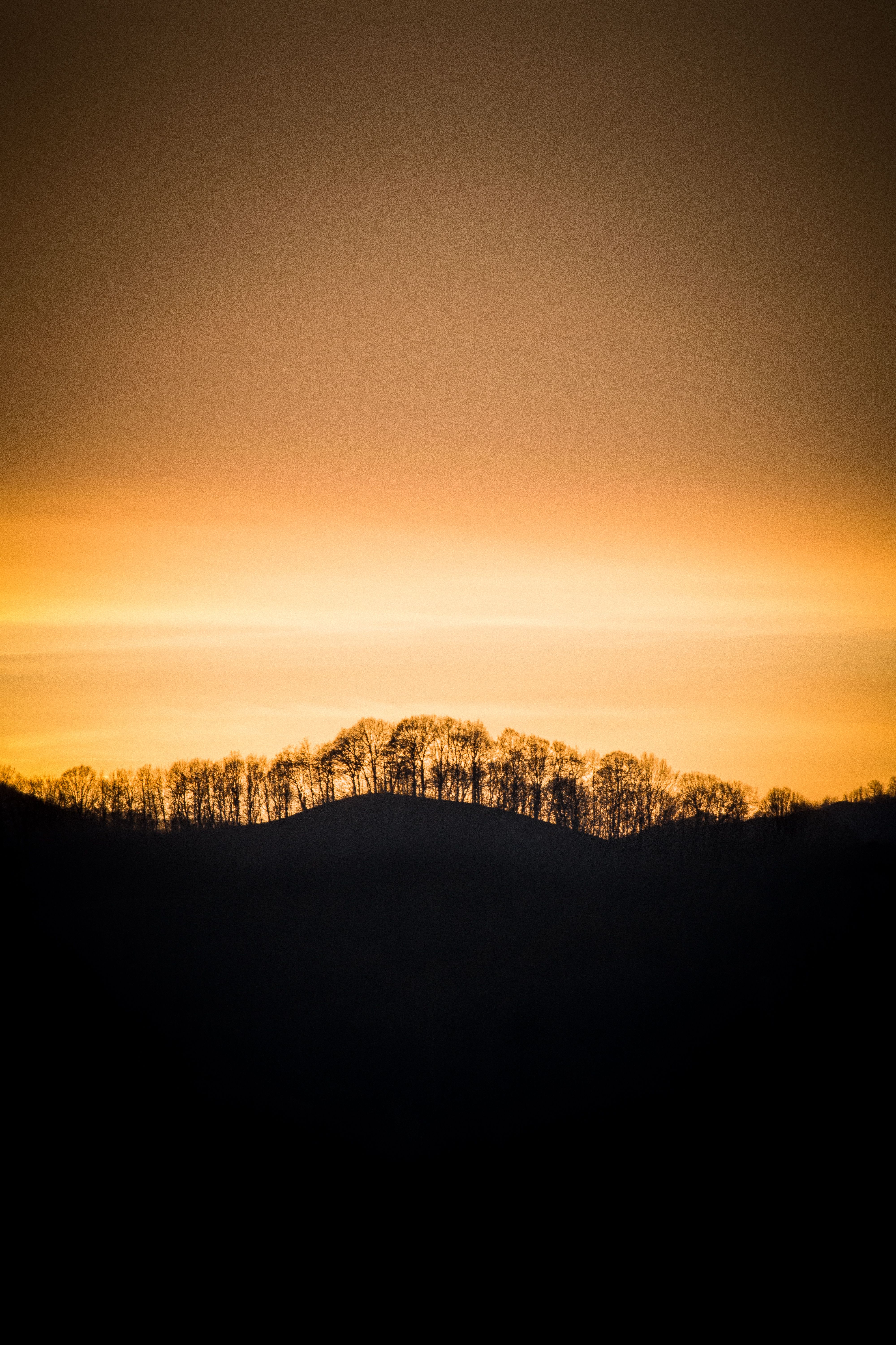 Silhouette of Forest at Sunset · Free Stock Photo