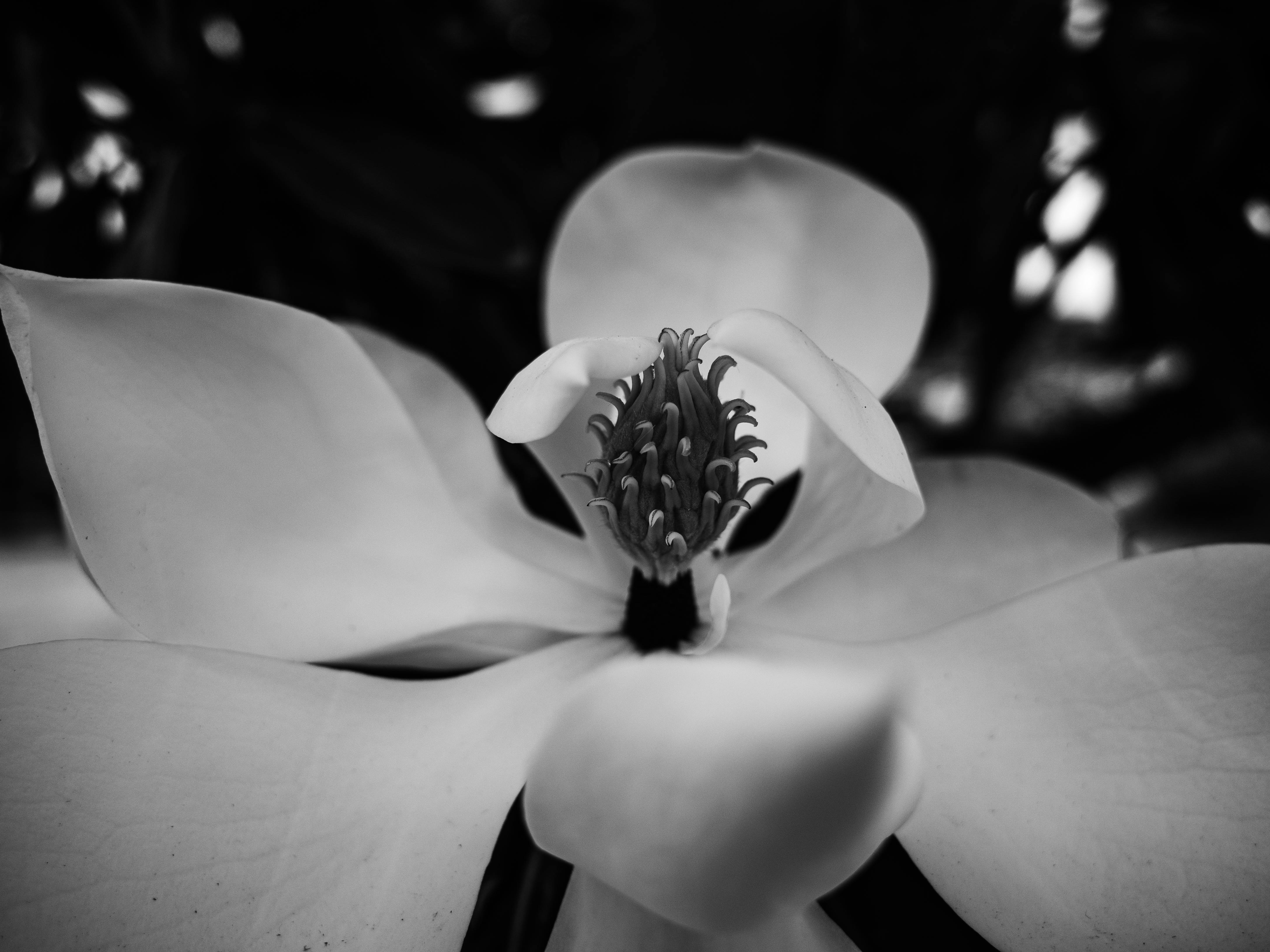 Magnolia’s AAA Hobbies To Close 2026 (Second Half). Iconic Hobby- Craft Emporium — Photo by Sonny Sixteen on Pexels