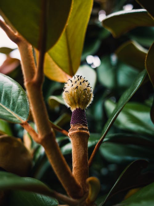 Základová fotografie zdarma na téma botanický, detail, exotický