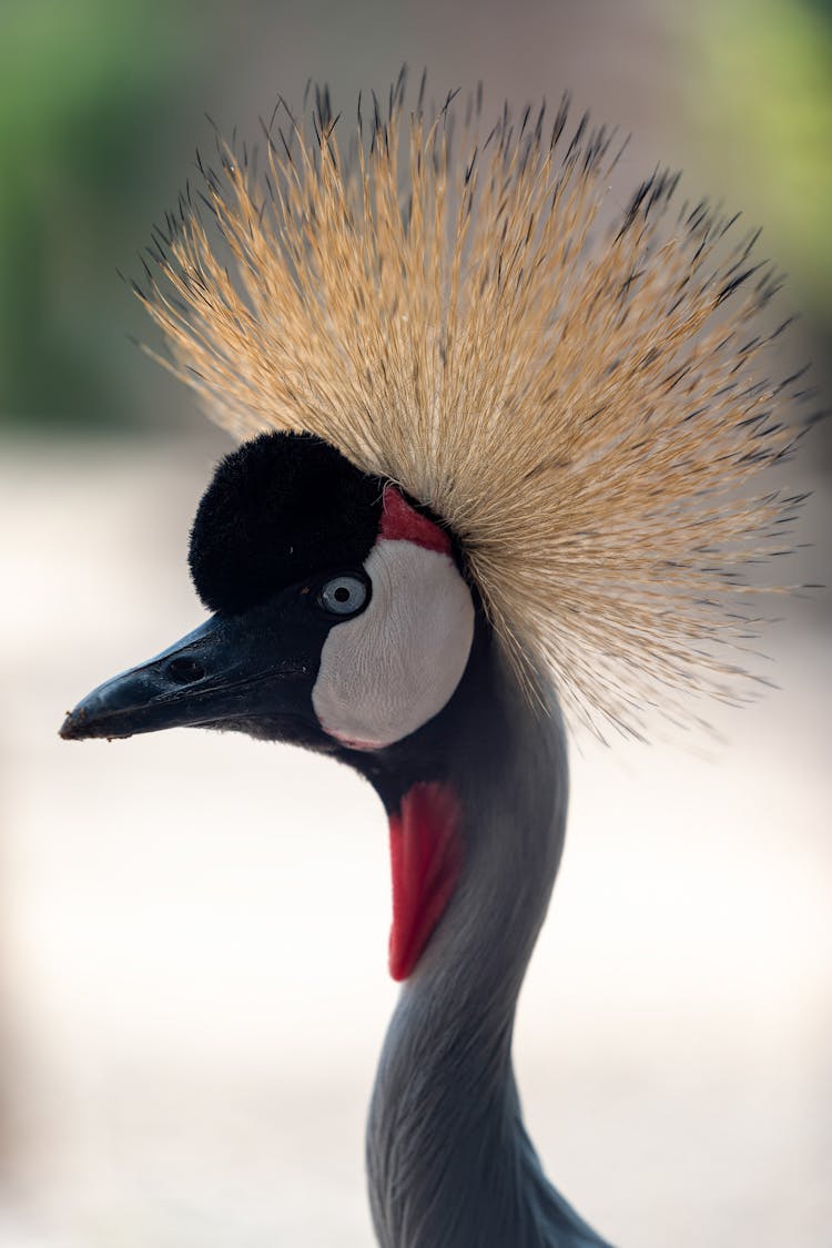 Black Crowned Crane