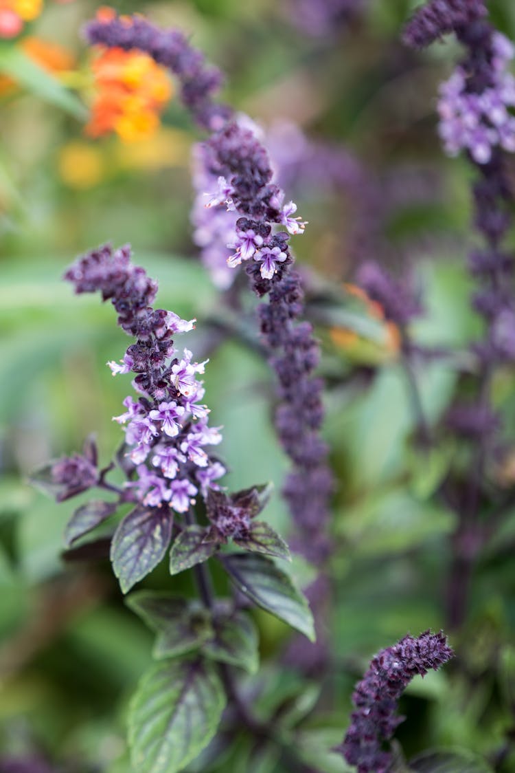 Close-Up Shot Of Blooming Dark Opal Basil Flowers
