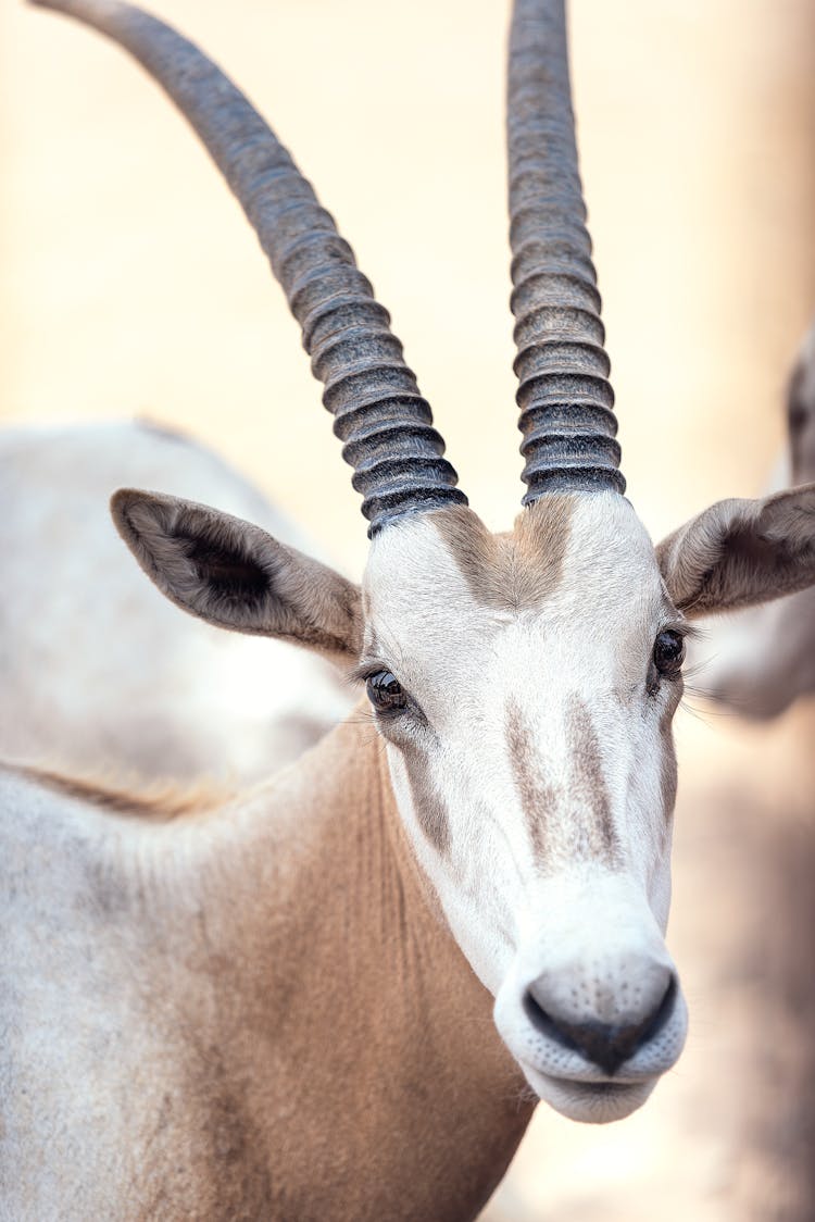 Portrait Of An Oryx 