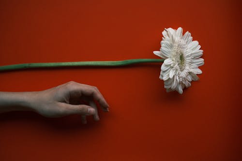 A Persons Hand Near the White Flower in Full Bloom