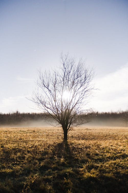 Lonely Leafless Tree in Foggy Field