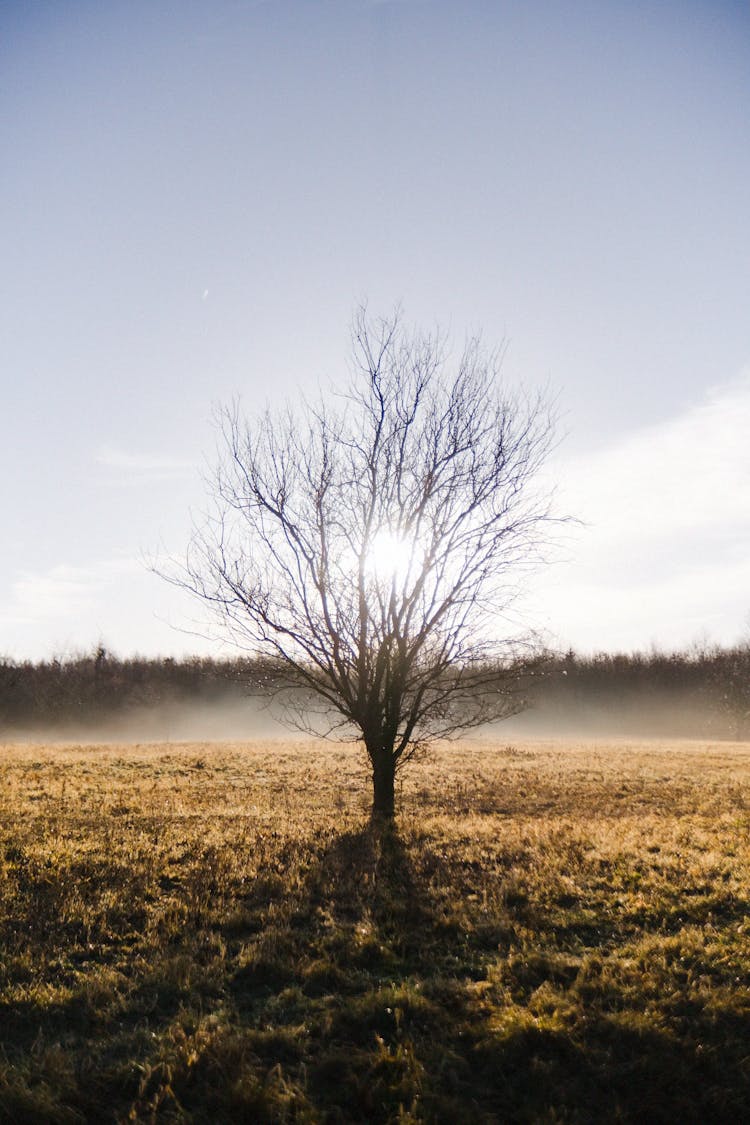 Lonely Leafless Tree In Foggy Field