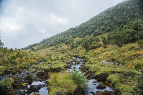 ağaçlar, akarsu, arazi içeren Ücretsiz stok fotoğraf