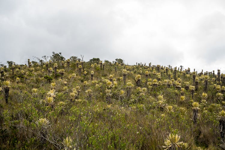 Frailejones En El Páramo Del Sol