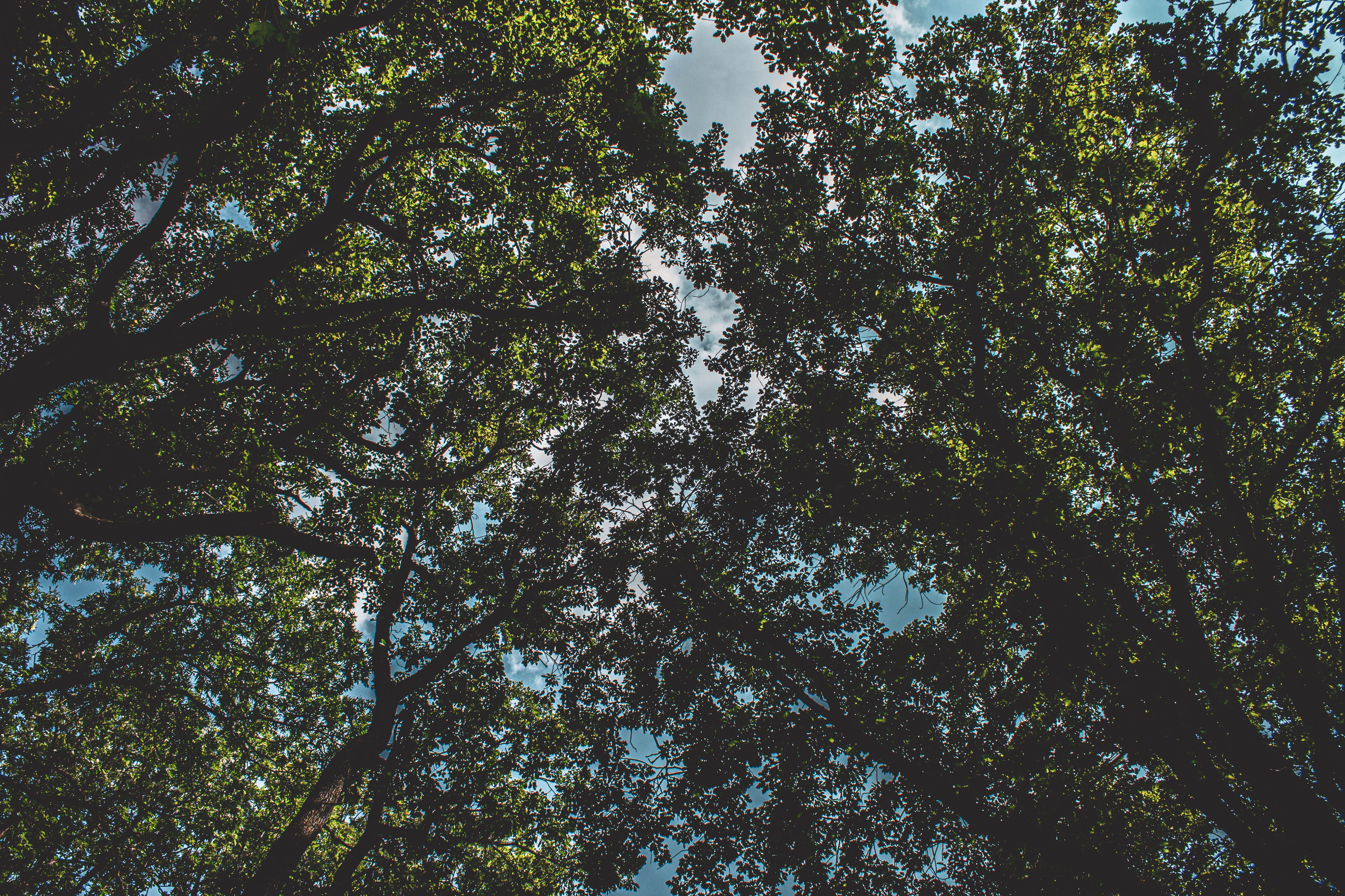 Low Angle Shot of Green Trees in the Forest · Free Stock Photo