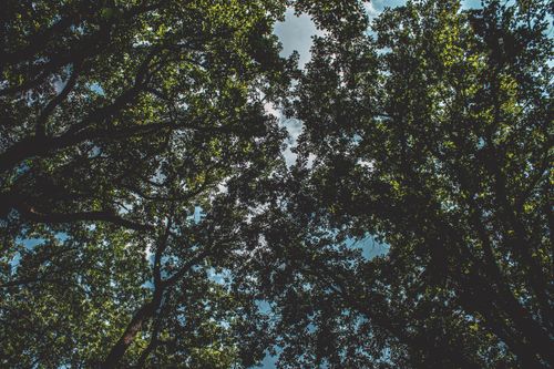 Free Serene upward view of a vibrant tree canopy in a Chișinău forest. Perfect for nature lovers. Stock Photo