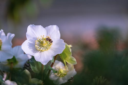 Bee on White Flower in Close Up Photography