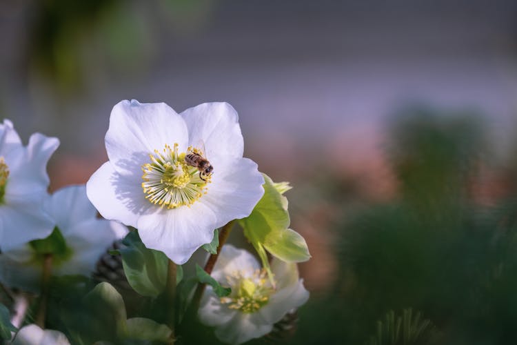 Bee On White Flower In Close Up Photography