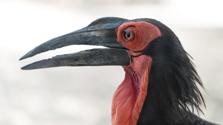 Southern Ground Hornbill In Close-Up Photography