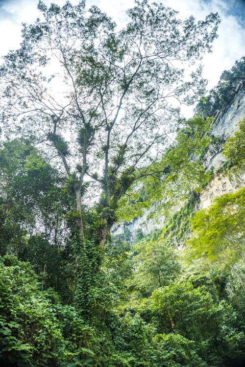 Green Trees in Deep Forest