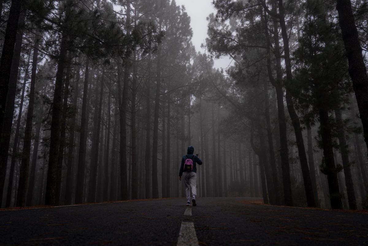 A person walking a misty road between tall trees