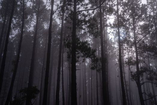 A misty, serene forest with tall trees enveloped in fog, showcasing nature's tranquil beauty.