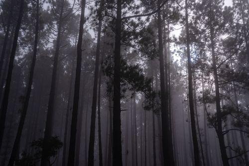 Free A misty, serene forest with tall trees enveloped in fog, showcasing nature's tranquil beauty. Stock Photo