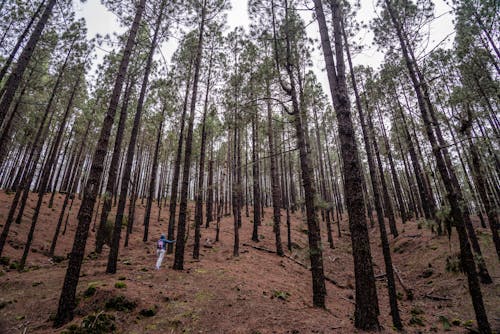 Fotos de stock gratuitas de al aire libre, alto, arboles