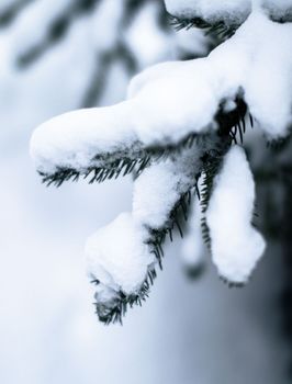 A serene close-up of snow-covered pine branches, capturing the essence of winter.