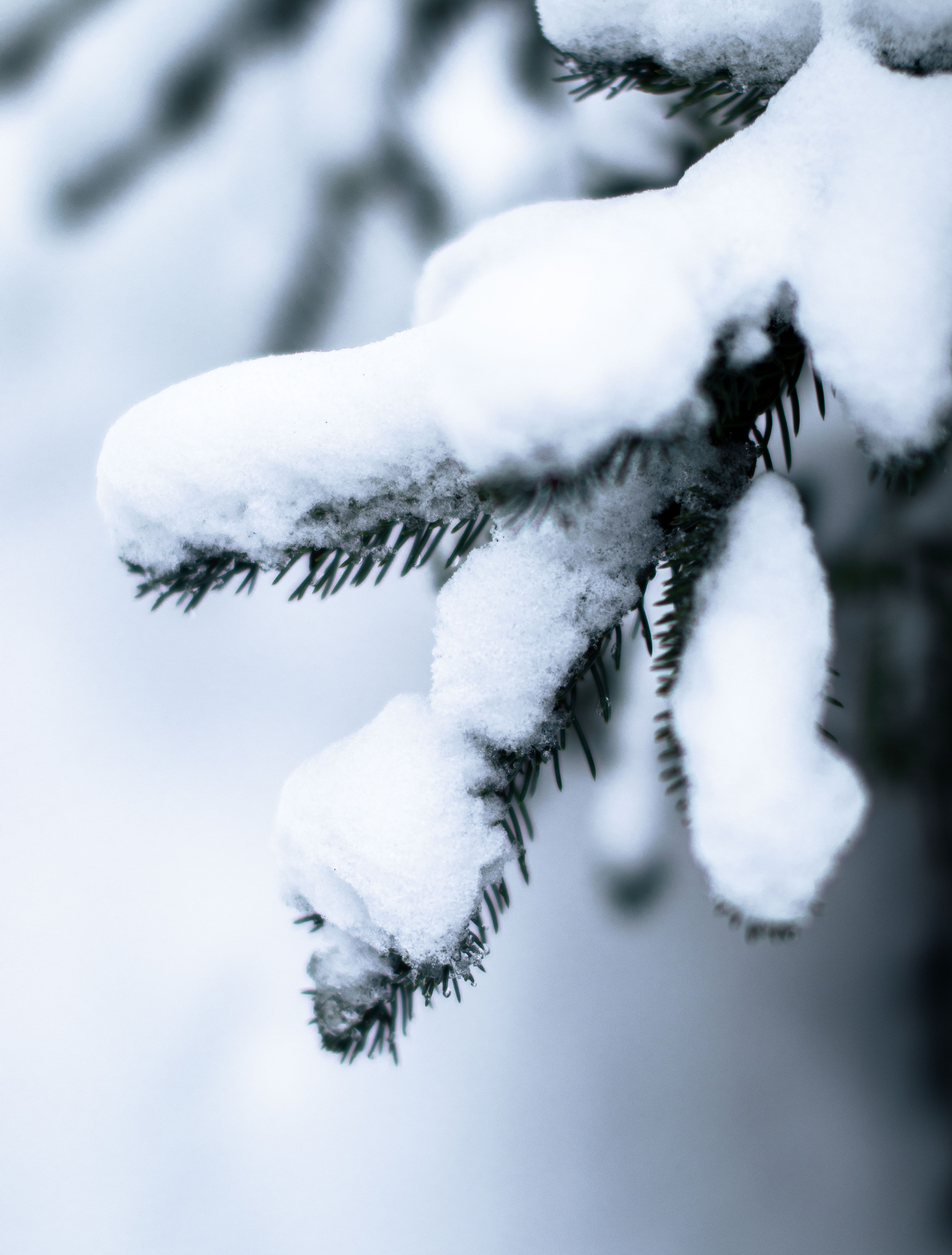 Close Up Photo of Tree Branches with Snow · Free Stock Photo