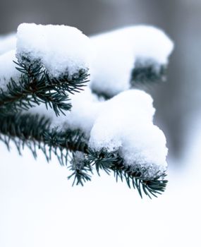 Close-up of a snow-covered pine branch in a serene winter landscape.