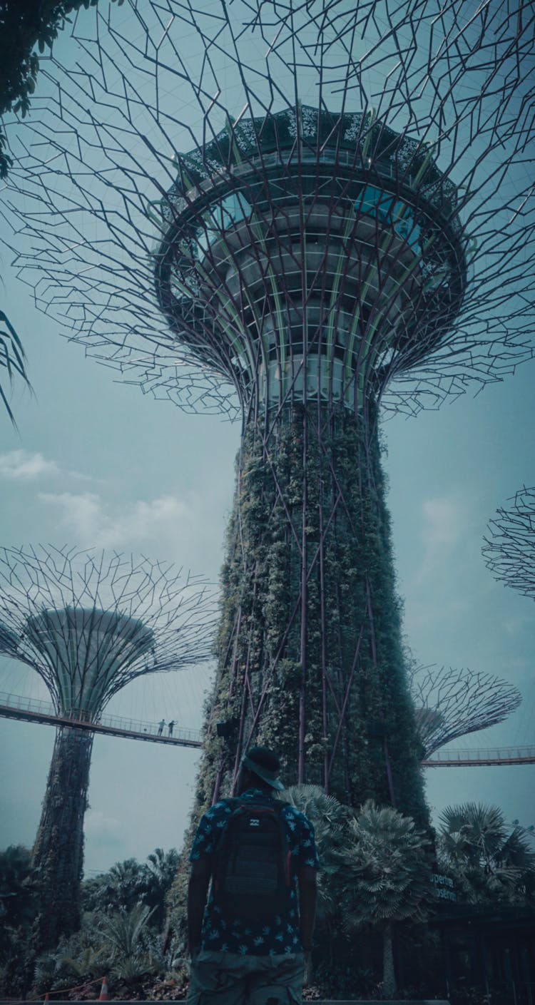 Supertree Grove In Singapore