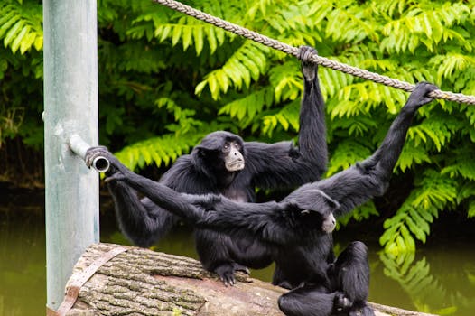 Tow Monkey Holding the Rope on Brown Wooden Log Near Body of Water during Daytime