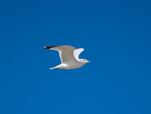 Základová fotografie zdarma na téma křídla, látat, létání