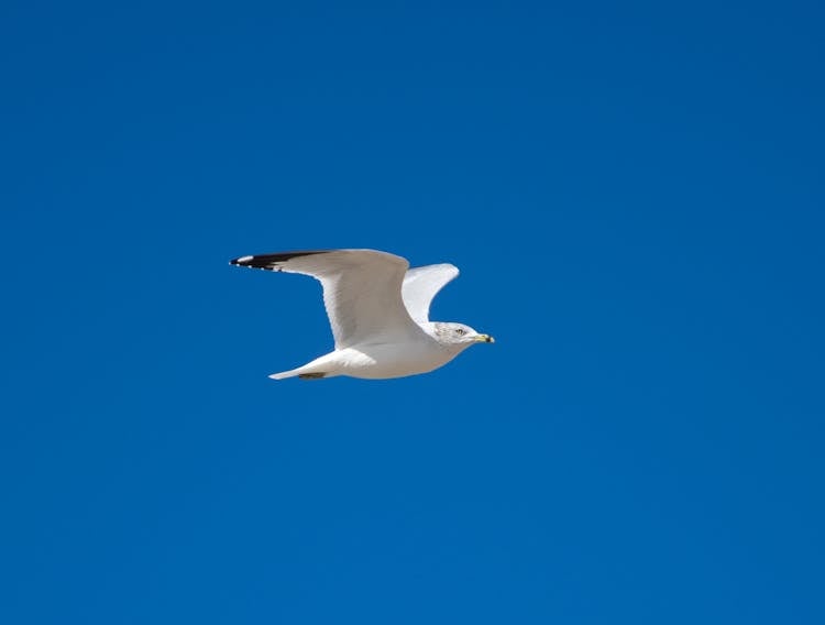 A White Bird Flying Under The Blue Sky