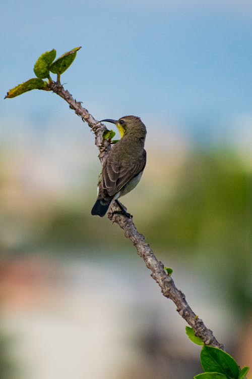 Close Up Photo of a Bird Perched on Tree Branch