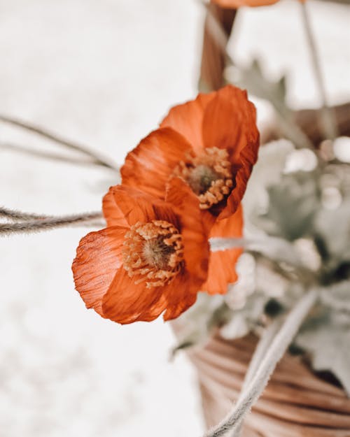 Red Poppy Flowers in Basket