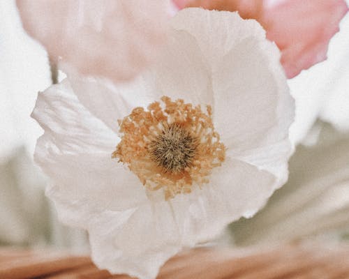 Photos gratuites de coquelicot, délicat, fermer