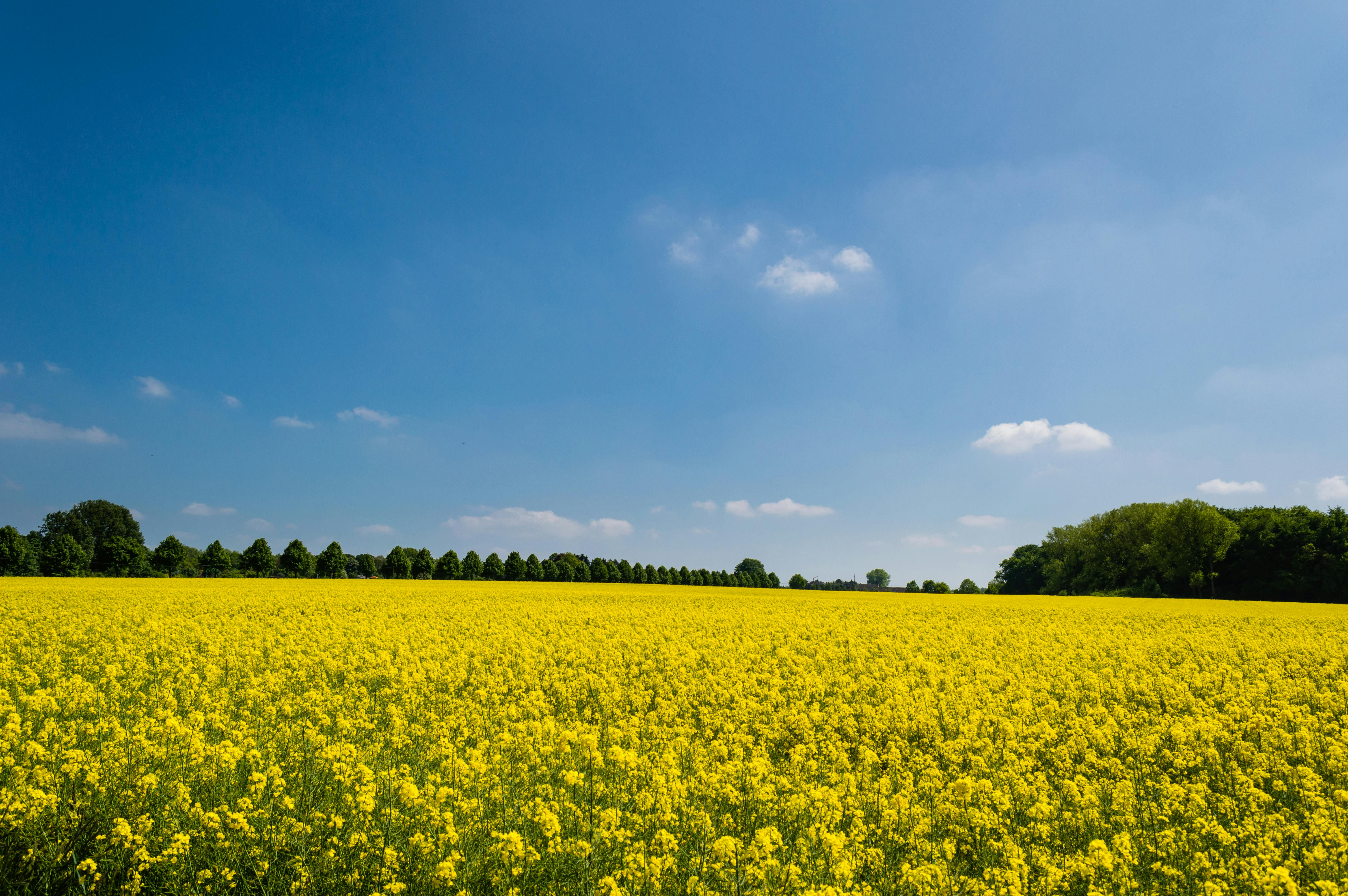 Yellow Petaled Flower on Ground during Daytime