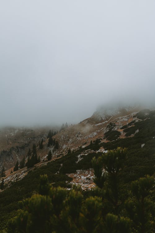 Aerial View of Trees on Mountain during Foggy Weather