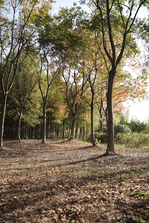 Park Alley Covered with Dry Leaves