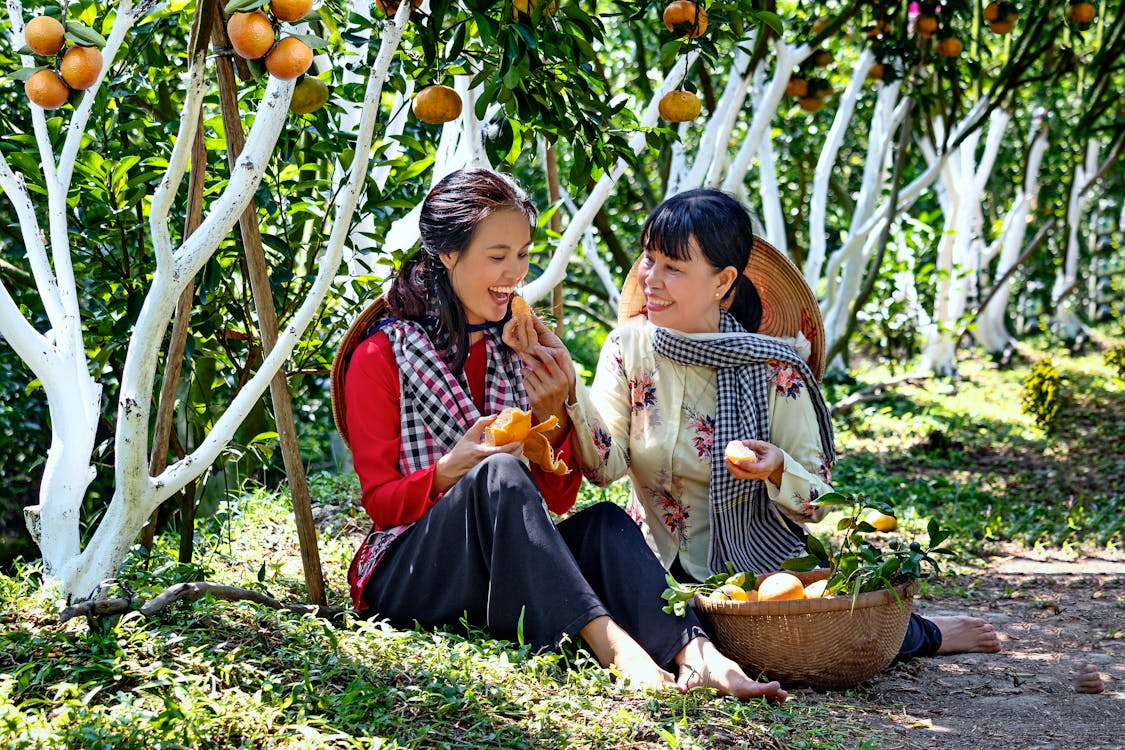 Foto profissional grátis de alimentação, alimento, árvores